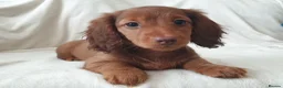 Miniature Dachshund dogs for sale: Gorgeous Miniature Long Haired Female - Advert 6