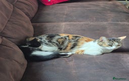 Mixed Breed cats for sale: Tabby male kitten - Image 6