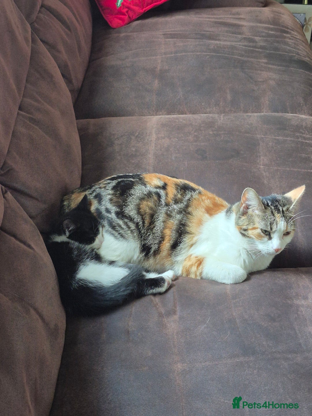 Mixed Breed cats for sale: Tabby male kitten - Image 6