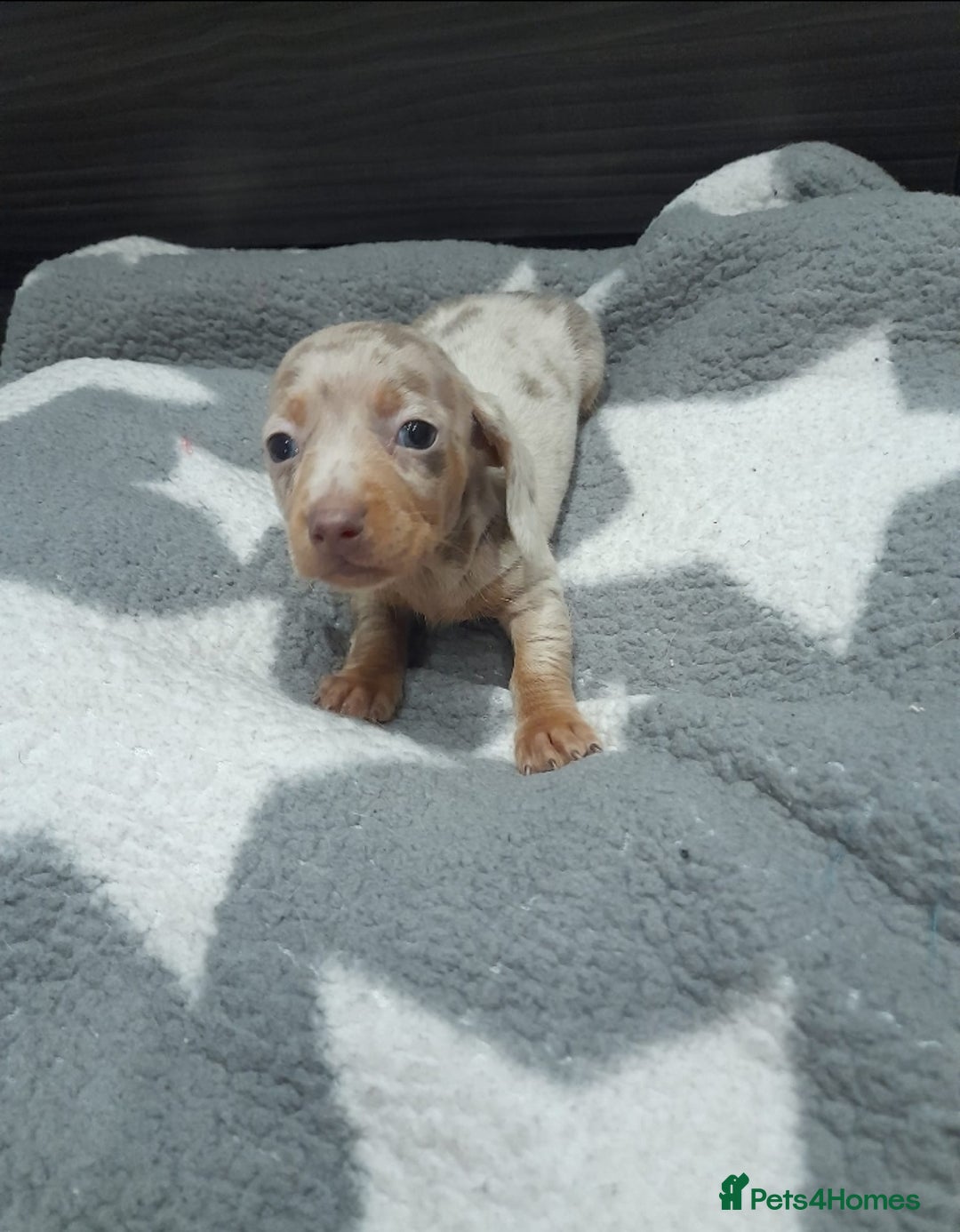 Miniature Dachshund dogs for sale: Miniature dachshund puppies  - Advert 4
