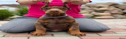 Dobermann dogs for sale: European Dobermann Puppy for sale  - Advert 13