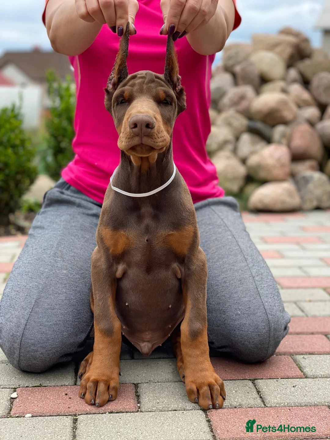 Dobermann dogs for sale: European Dobermann Puppy for sale  - Advert 13