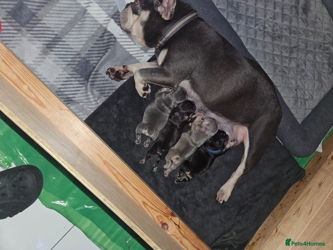 French Bulldog dogs for sale: Beautiful litter of French bulldog pups DWKC  - Advert 5