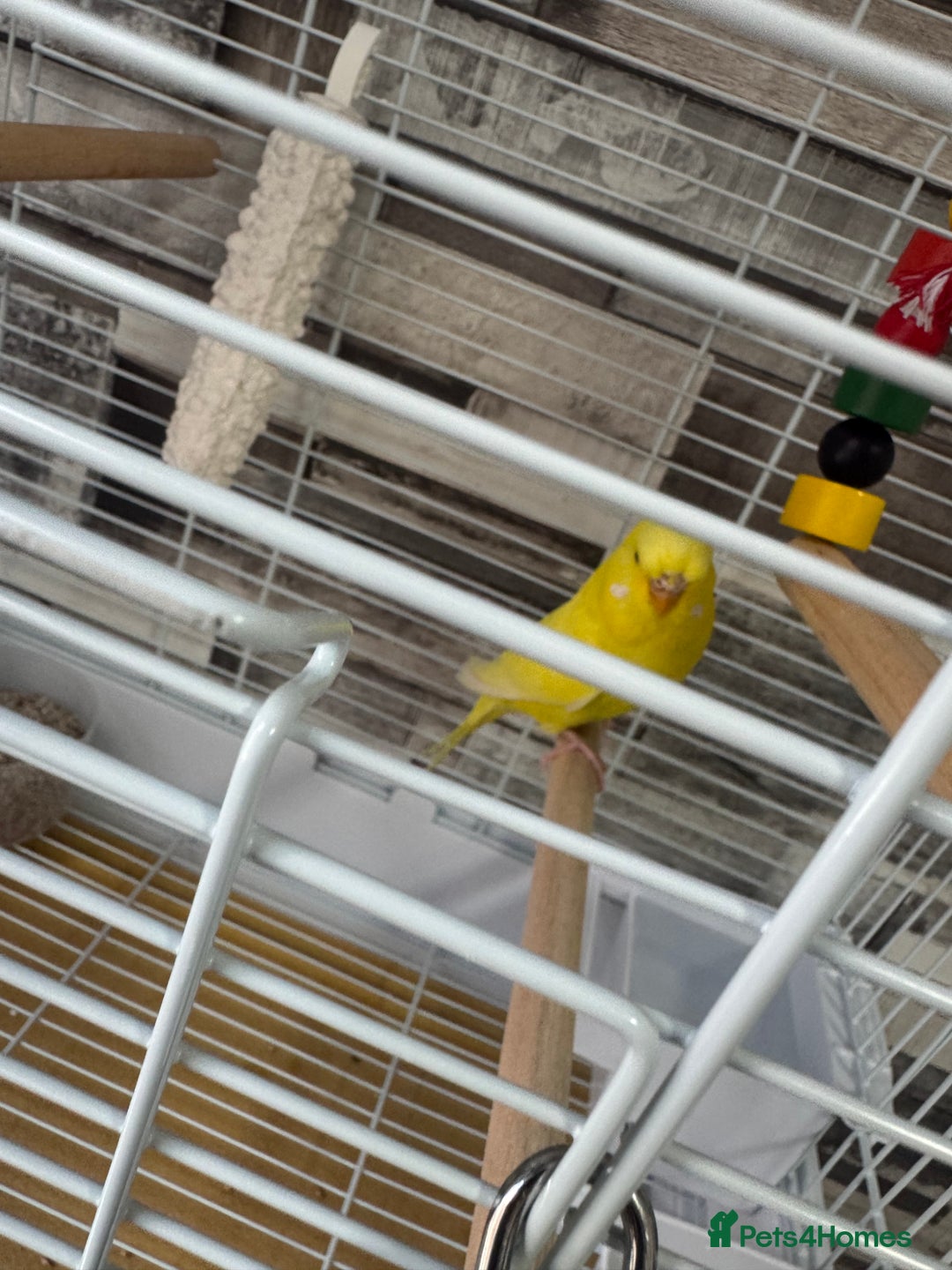 Budgerigars birds for sale: Budgie  - Image 3