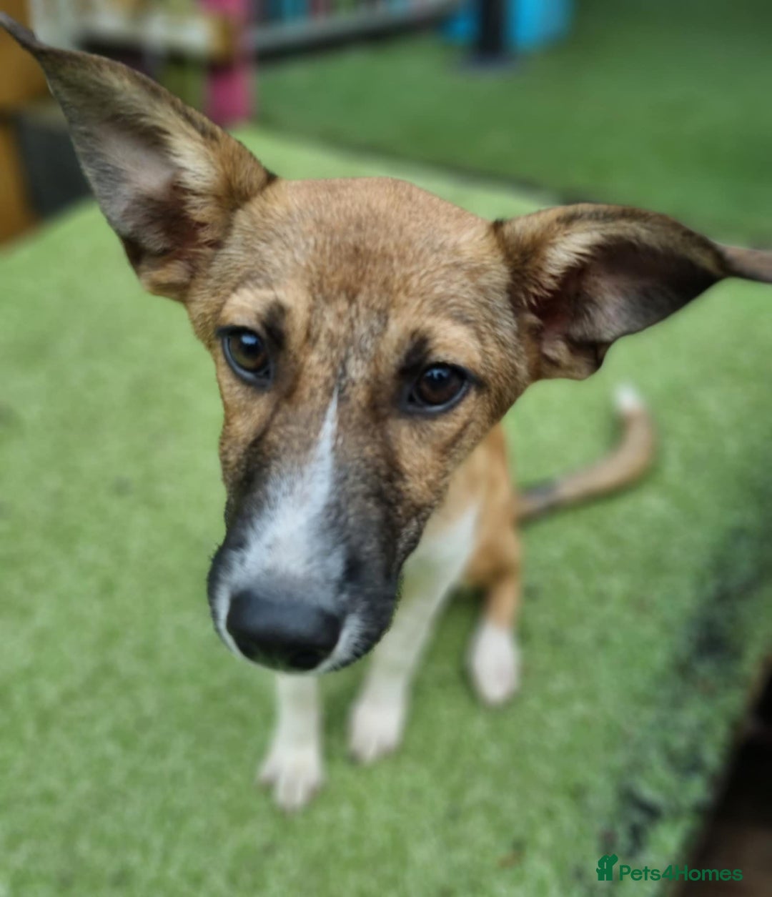 Mixed Breed dogs for adoption: Dahlia - In Ayr looking for a home  - Image 5