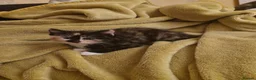Mixed Breed cats for sale: Kittens are looking for a new home. - Advert 5