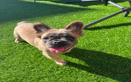 French Bulldog dogs for sale: Fluffy French Bulldog Puppies FOR SALE -  - Image 20