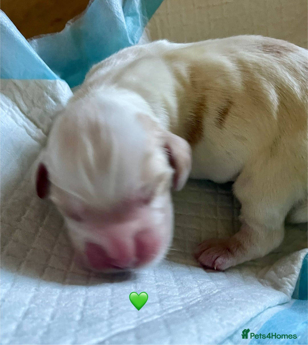 Cocker Spaniel dogs for sale: Your “furever” friend is here - Advert 18