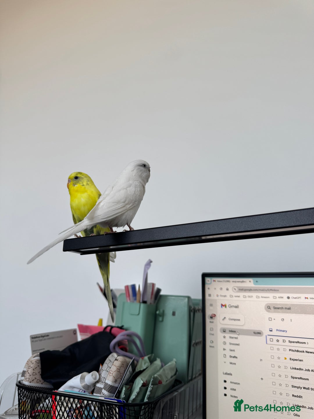 Budgerigars birds for sale: A couple burgies - Full Setup Included | £120 - Advert 4