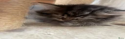 Mixed Breed cats for sale: Adorable Persian-X kittens for sale  - Advert 6