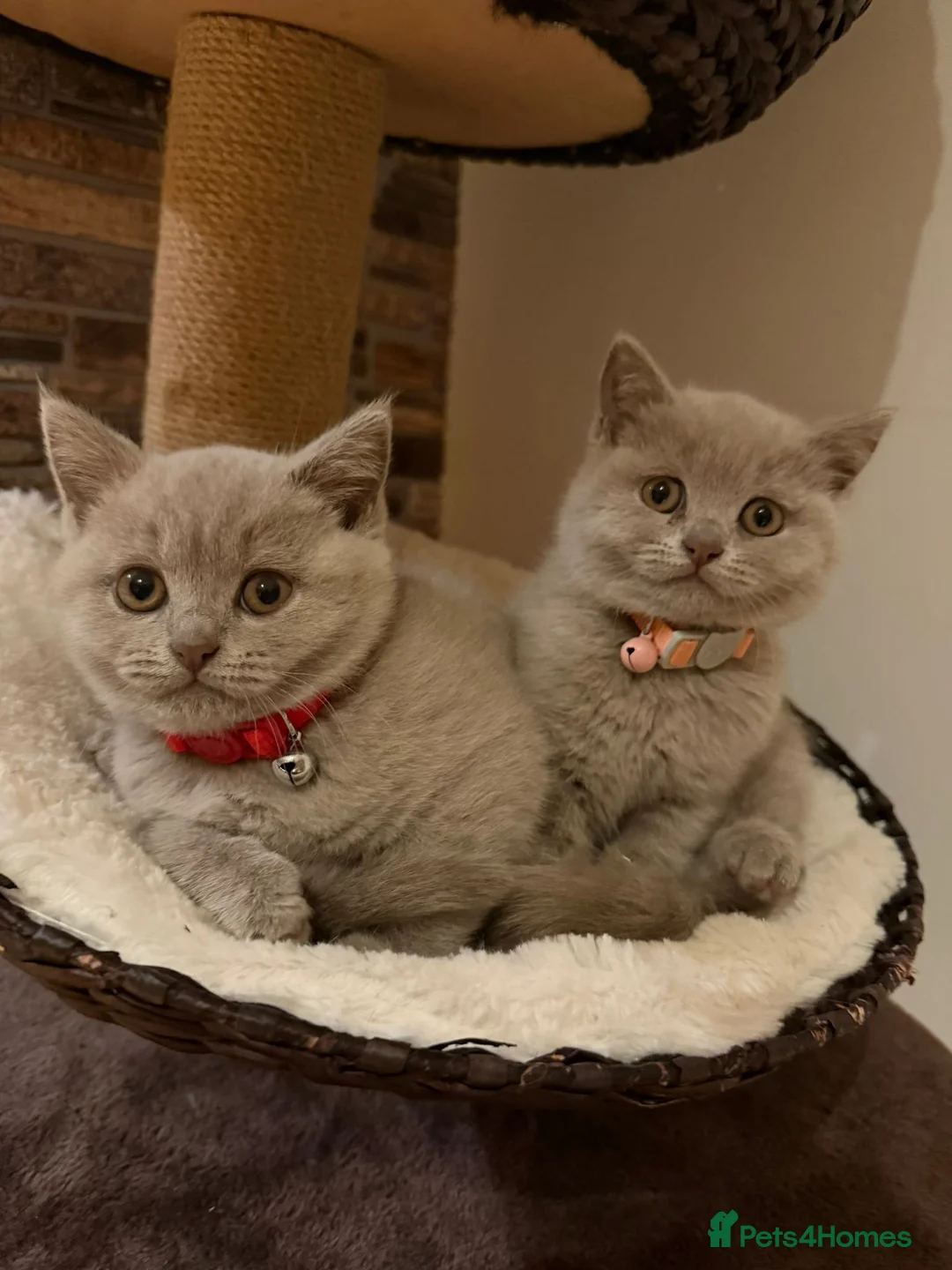 British Shorthair cats for sale: British shorthair kittens in Eastbourne - Advert 2