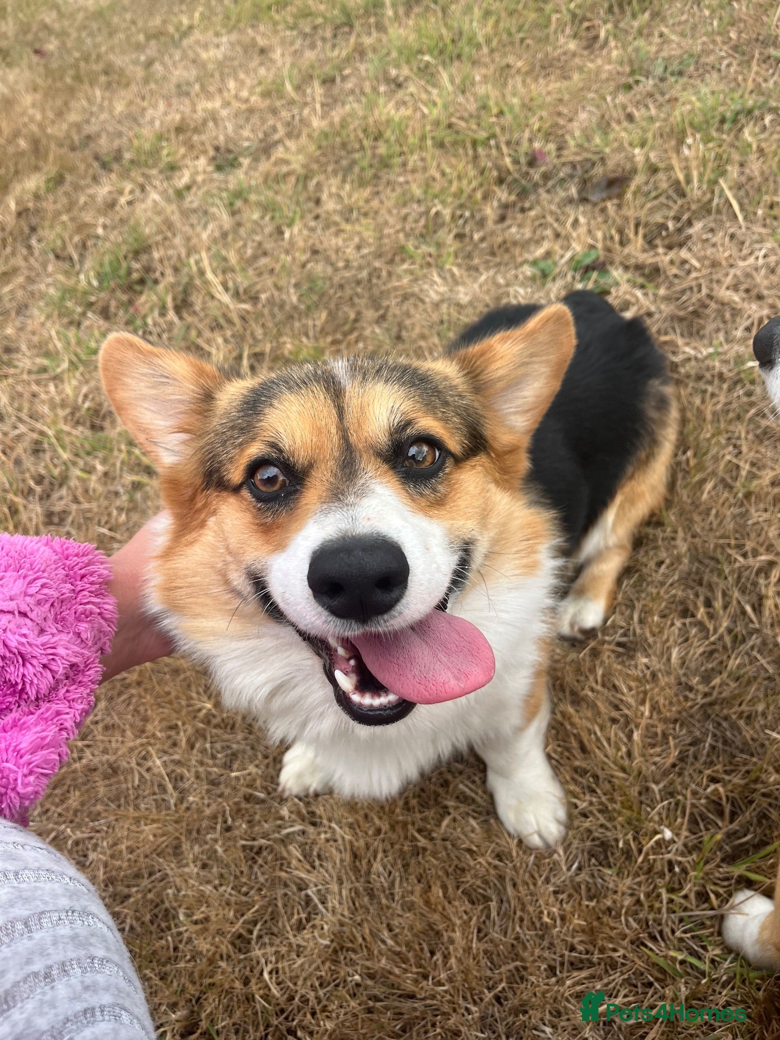 Welsh Corgi Pembroke dogs  Welsh Corgi Pembroke KC Registered — Stud Service - Advert 1