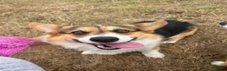 Welsh Corgi Pembroke dogs for stud:  Welsh Corgi Pembroke KC Registered — Stud Service in Newport - Advert 1