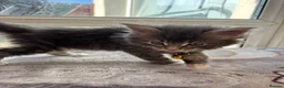 Maine Coon cats for sale: Maine coon kittens - Advert 11
