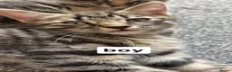 Mixed Breed cats for sale: beautiful tabby kittens  in Nottingham - Advert 4