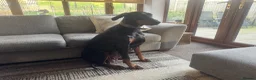 Dobermann dogs for sale: American x European Dobermann Pinscher Pups in Alfreton - Advert 29