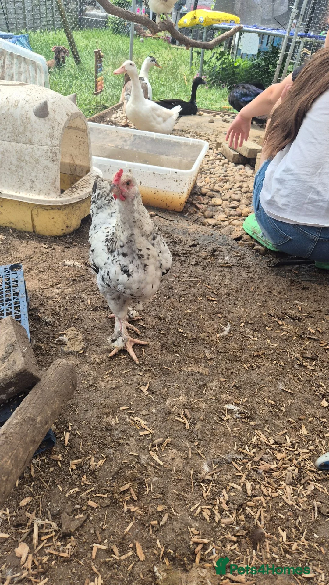 Chickens poultry for sale: Chickens  in Leigh-on-Sea - Advert 1