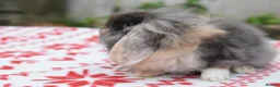 Netherland Dwarf rabbits for sale: ⭐️ Baby rabbits looking for new home ⭐️ - Advert 9