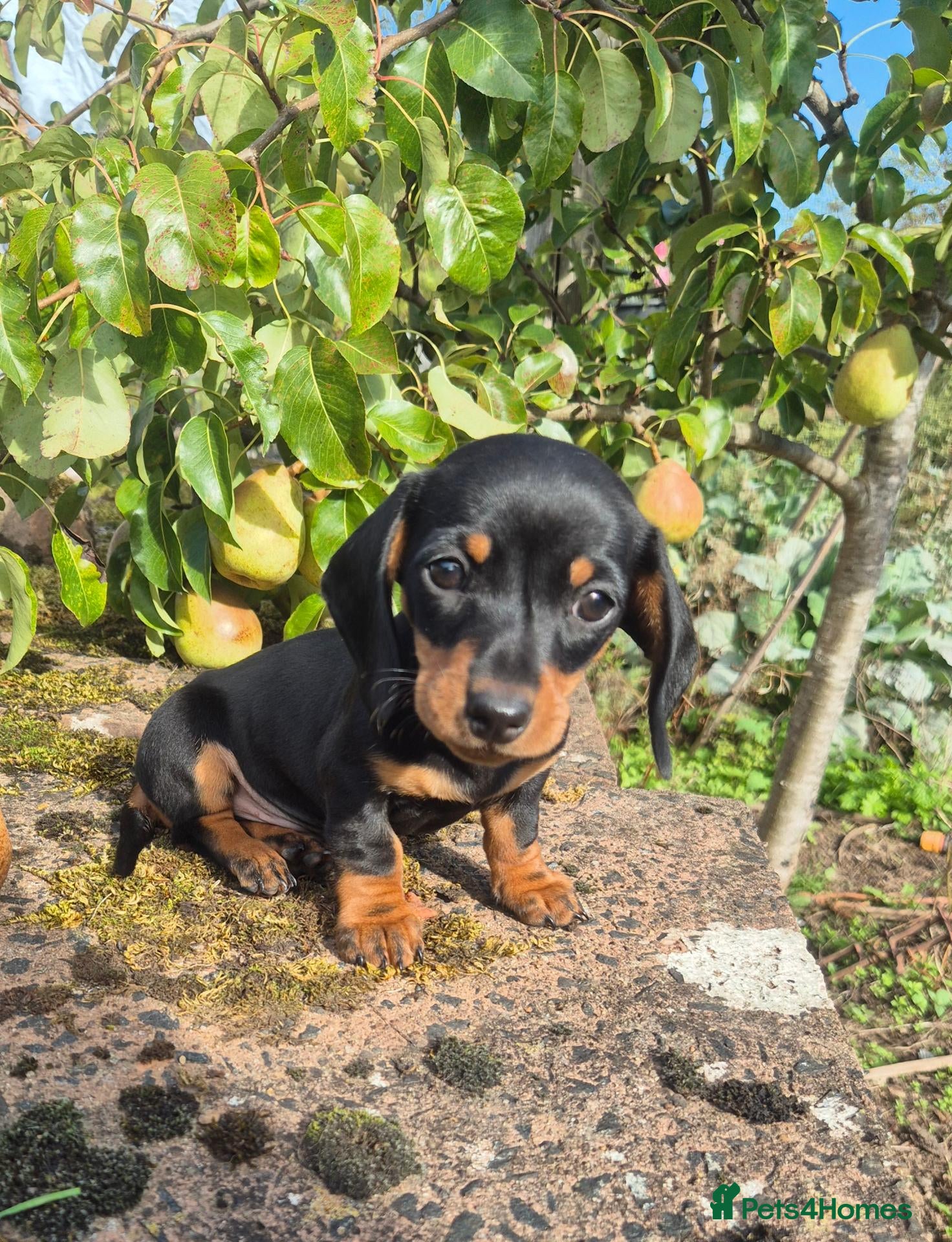 Miniature Dachshund dogs 1 boy left Smooth haired Miniature Dachshund boys - Advert 1