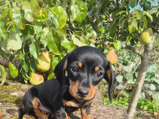 Miniature Dachshund dogs 1 boy left Smooth haired Miniature Dachshund boys - Advert 1