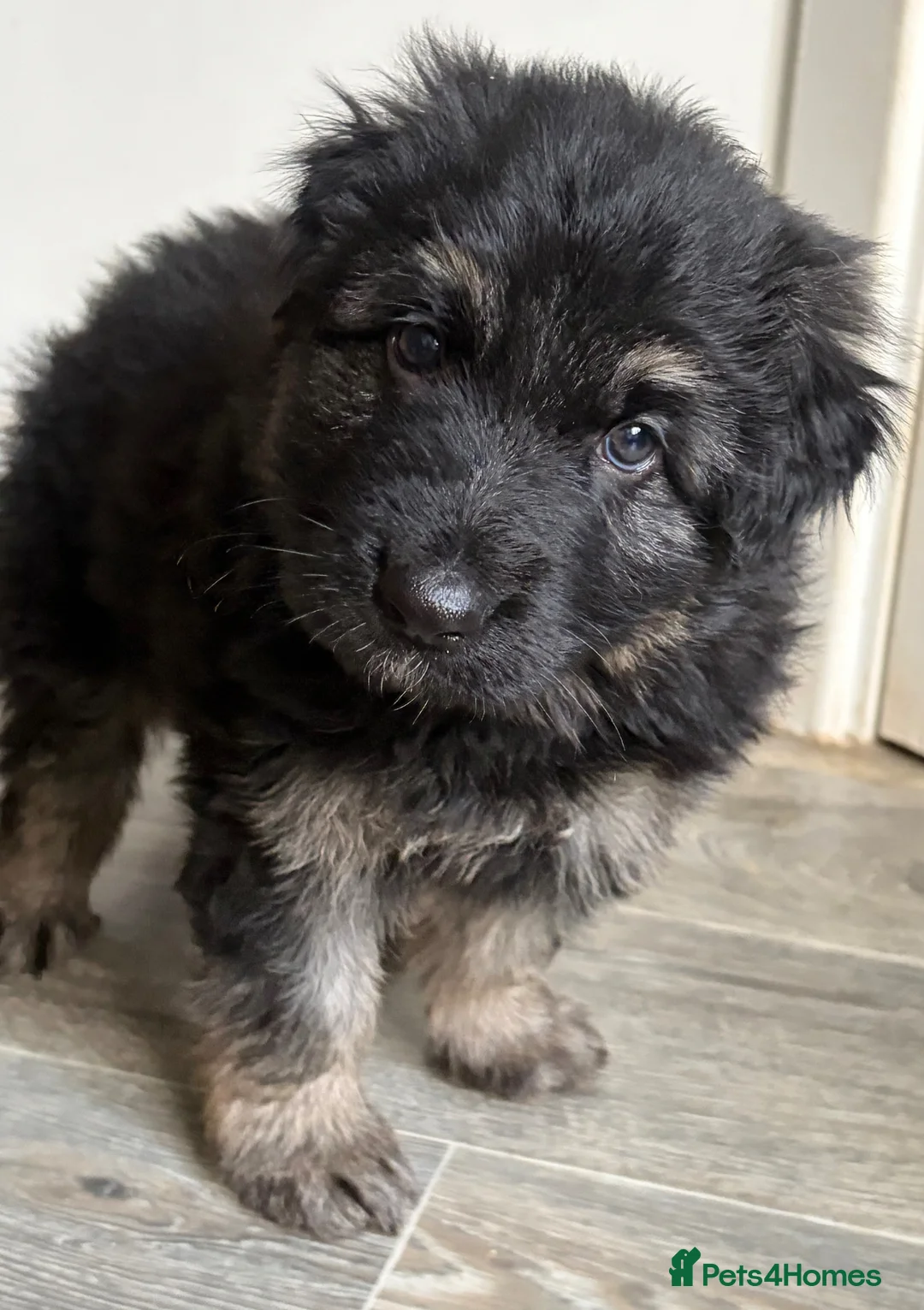 German Shepherd dogs for sale: Beautiful male GSD puppy - Advert 6