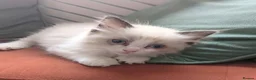 Ragdoll cats for sale: Ragdoll Kitten *GCCF*  - Advert 11