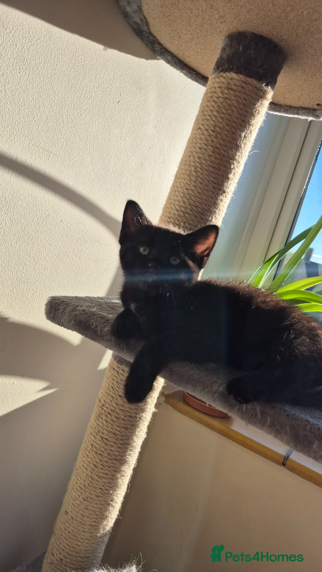 Ragdoll cats for sale: Ragdoll and rushian bluecat mix - Advert 21