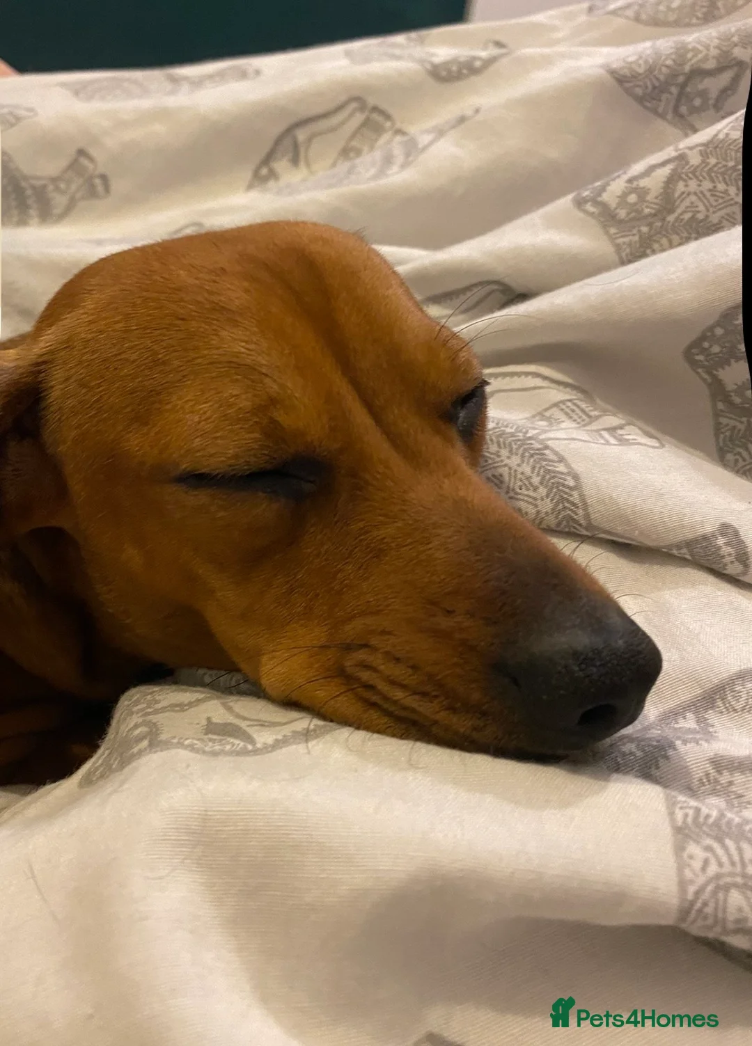 Mixed Breed dogs for sale: Minnie(looking for loving home in Carmarthen area) - Advert 3