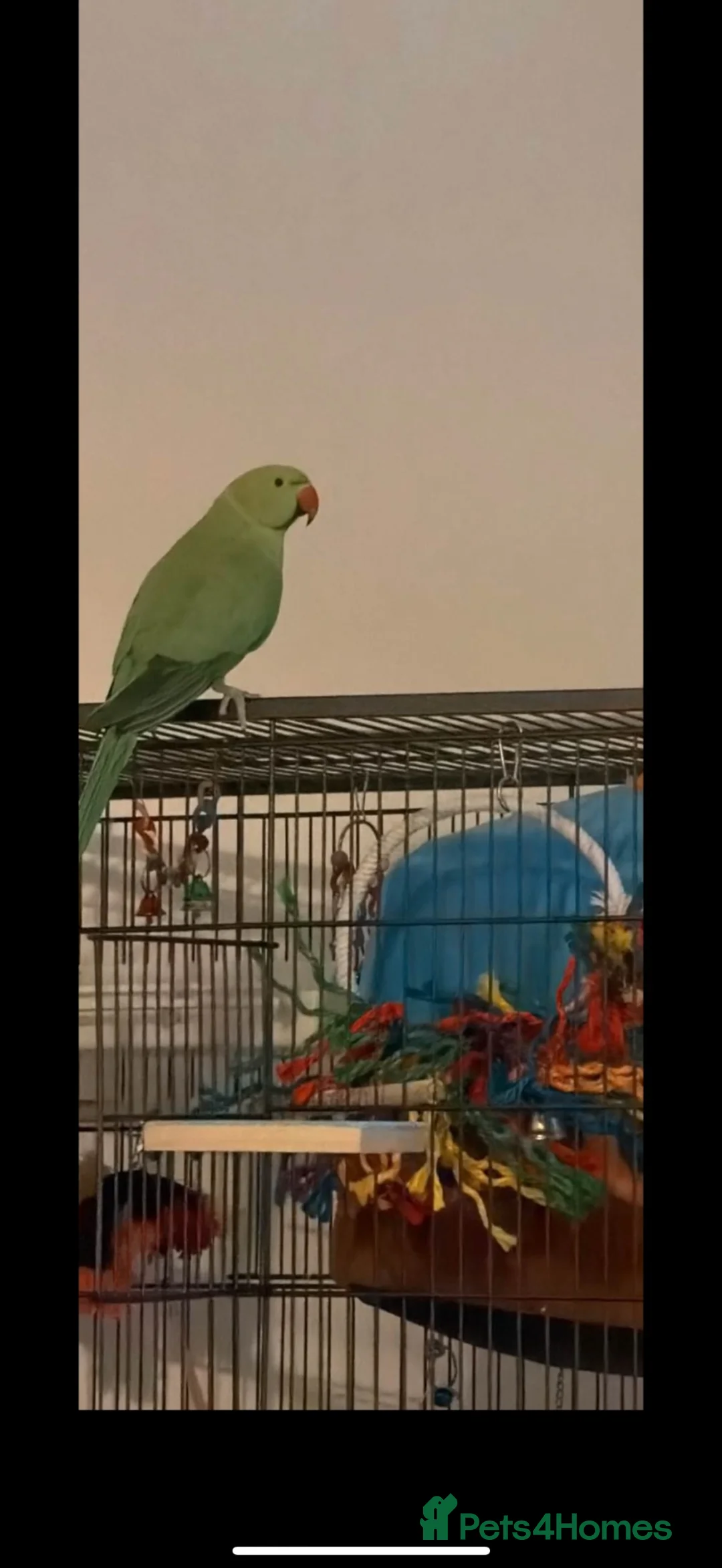 Ringnecks birds for sale: Indian ringneck  in Glasgow - Advert 2