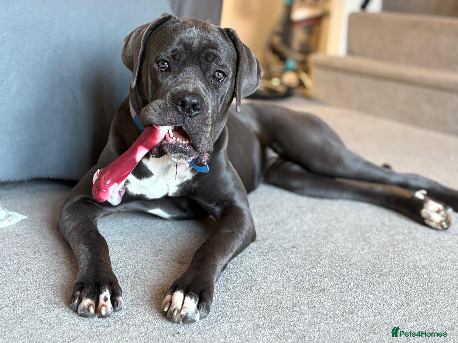 Cane Corso dogs Female cane corso.  - Advert 1