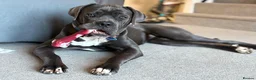 Cane Corso dogs for sale: Female cane corso.  in Taunton - Advert 1
