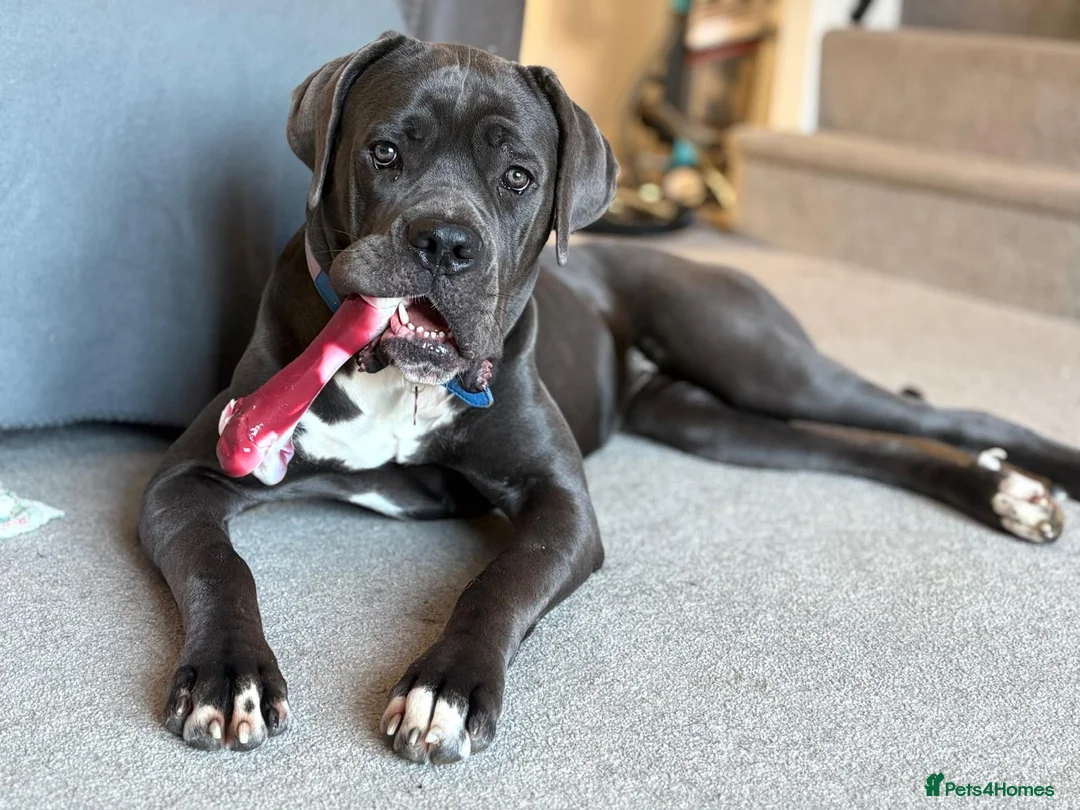 Cane Corso dogs for sale: Female cane corso.  in Taunton - Advert 1
