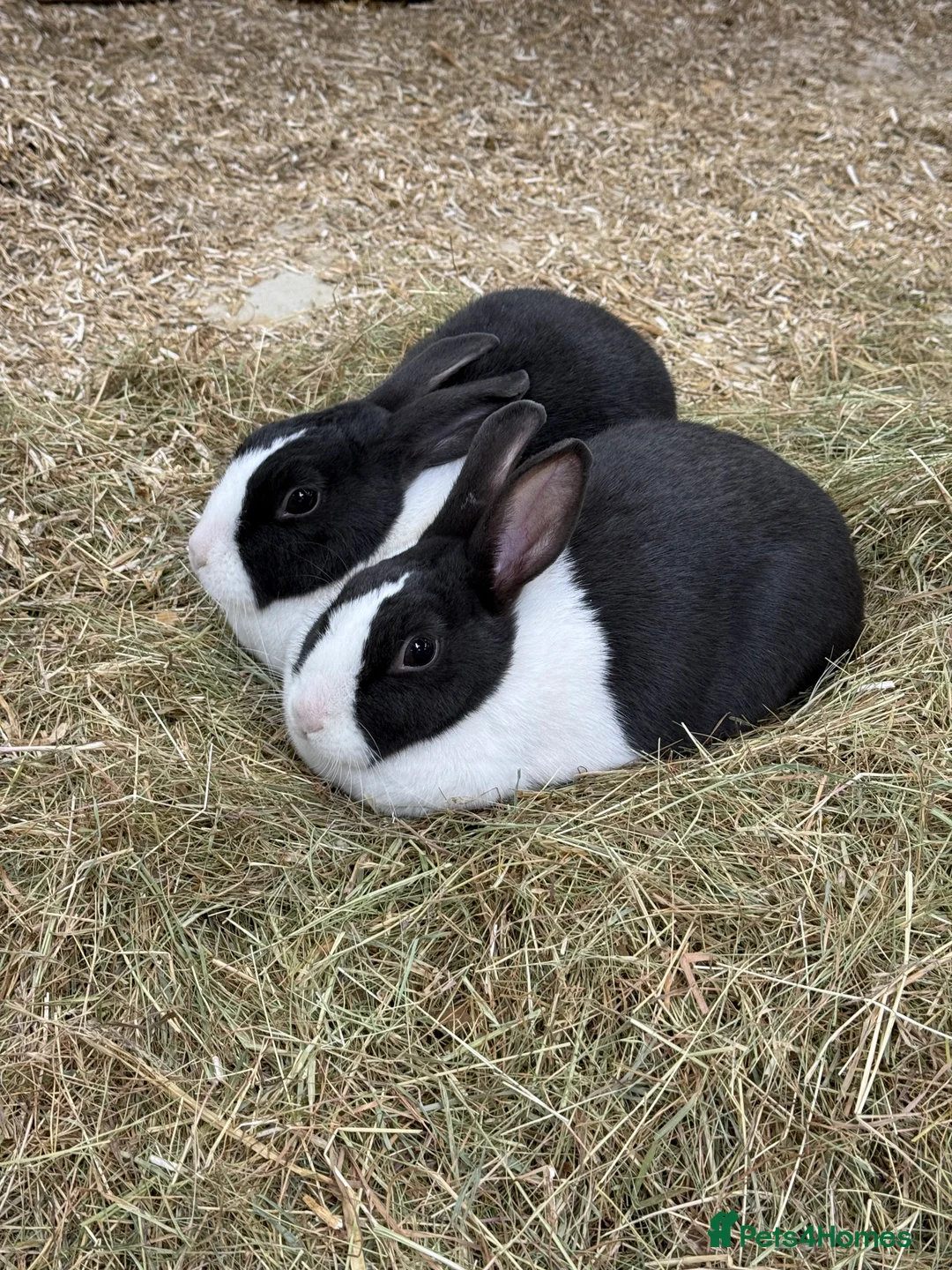 Dutch rabbits for sale: 2 female Dutch rabbits for sale - Advert 2