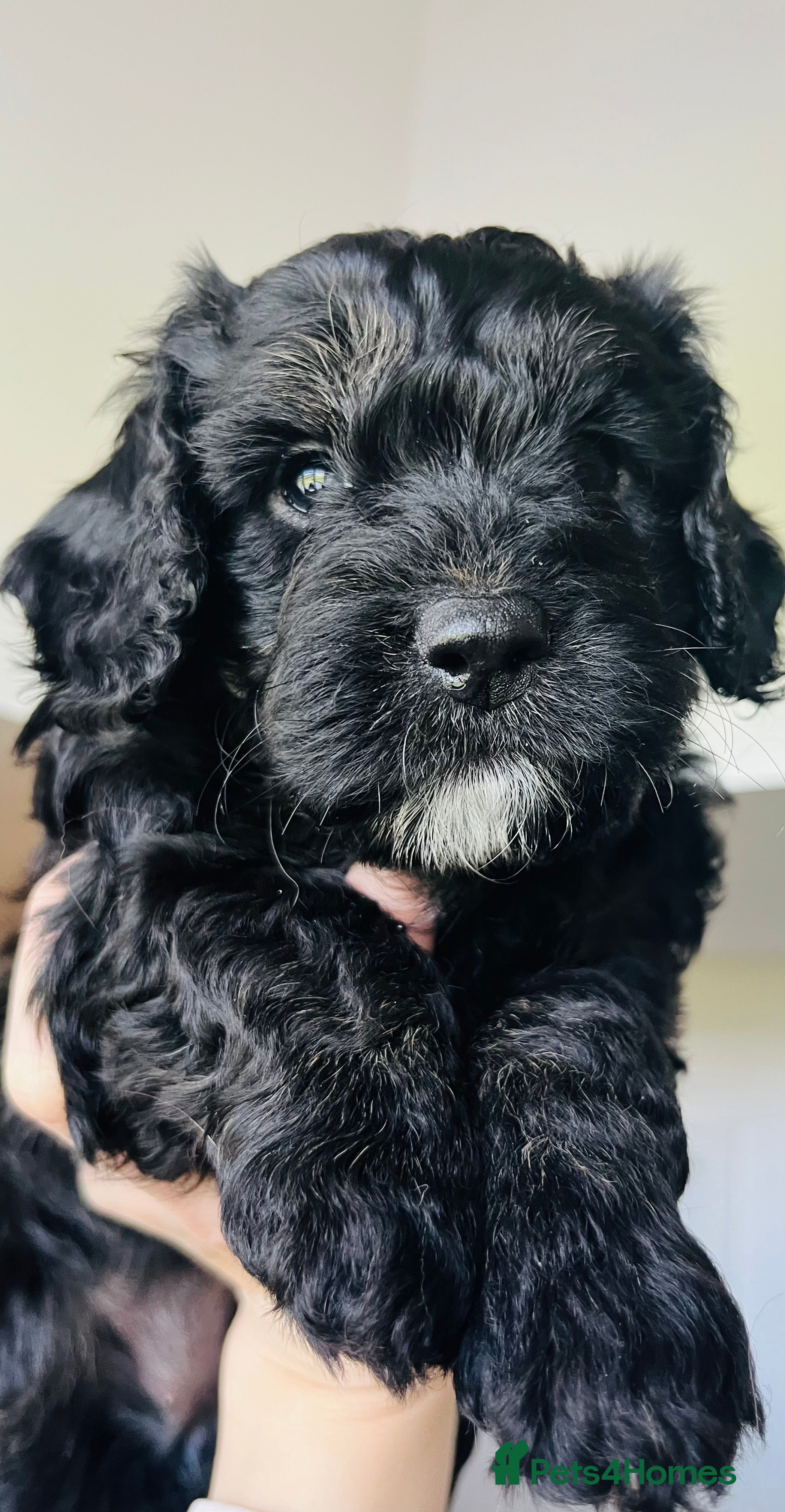 Cockapoo dogs 🐶1 Girl left Stunning Cockapoo pup🐶 - Advert 1