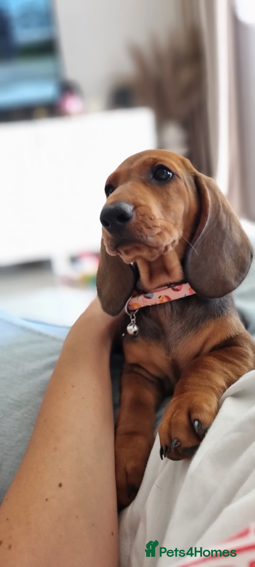 Dachshund dogs for sale: Adorable standard dachshunds with pedigree FCI - Advert 21