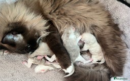 Ragdoll cats for sale: 🐾 Beautiful Mink Ragdoll Kittens 🐾 - Image 6