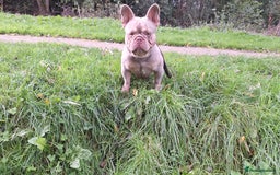 French Bulldog dogs for stud: Stud for breeding - Advert 3