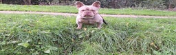 French Bulldog dogs for stud: Stud for breeding - Advert 3