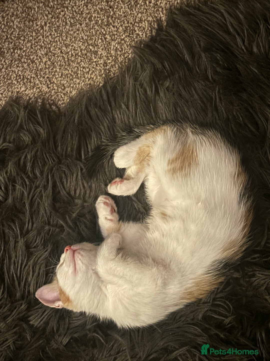 Mixed Breed cats for sale: Adorable little kitten ready to be collected - Image 5