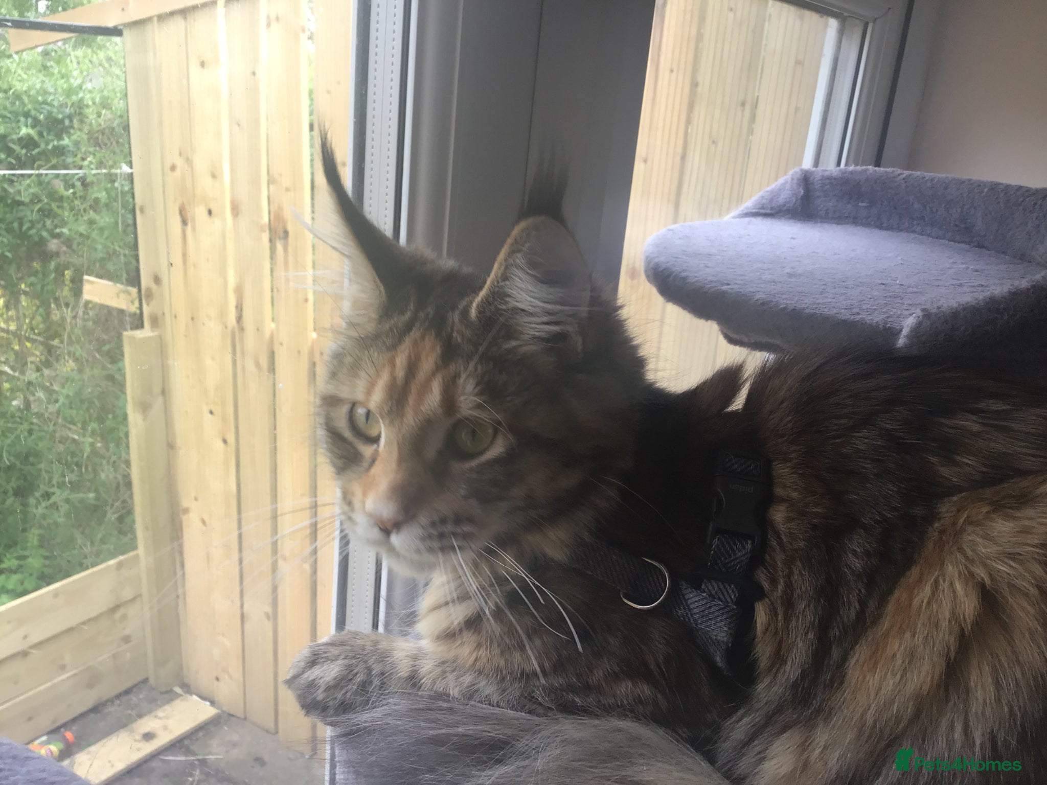 Maine Coon cats Beautiful pure Maine Coon girl - Advert 3