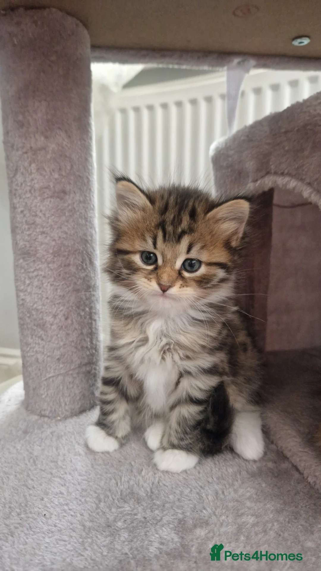 Siberian cats for sale: Adorable siberian kittens - Advert 3