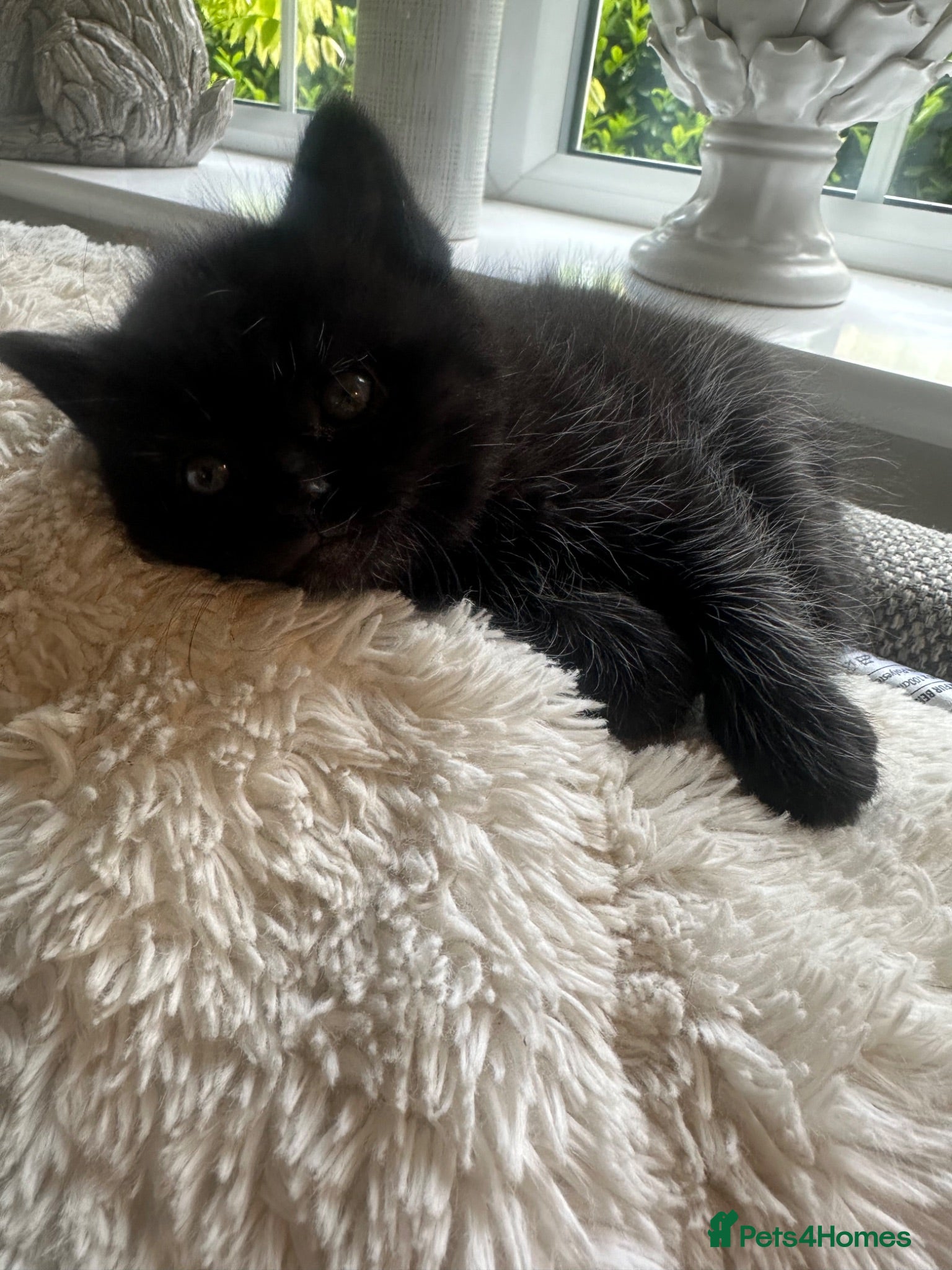 Mixed Breed cats Persian Cross Female kitten-Ready Now  - Advert 2
