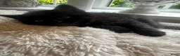 Mixed Breed cats for sale: Persian Cross Female kitten-Ready Now  - Advert 1