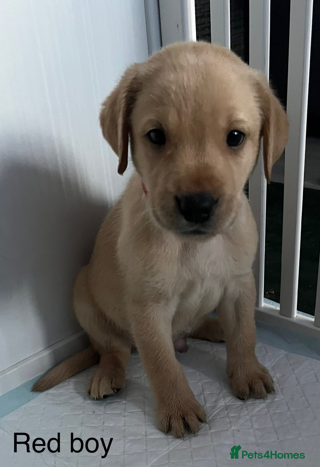 Labrador Retriever dogs for sale: Beautiful KC registered Labrador puppies - Image 4