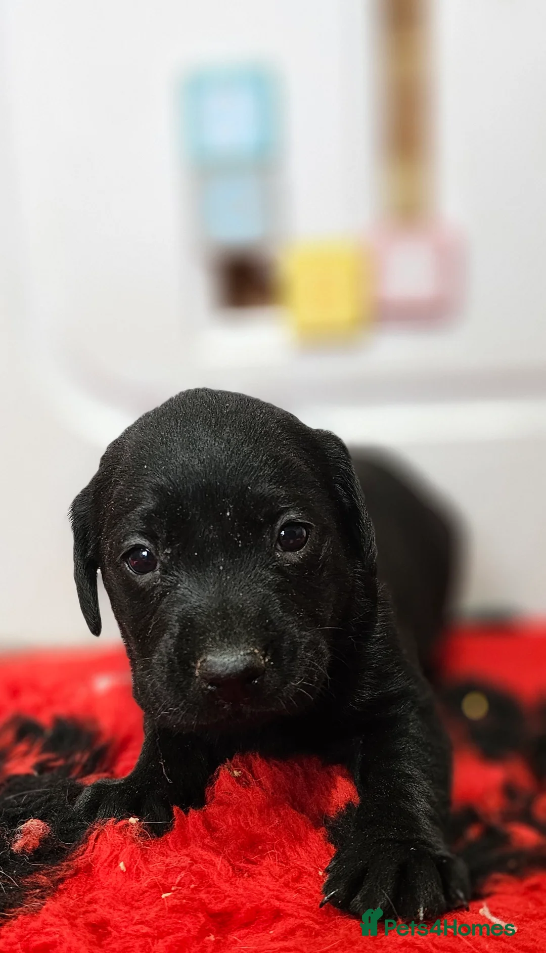 Labrador Retriever dogs for sale: 7 BEAUTIFUL KCREG LABRADORS. HEALTH TESTED PARENTS - Advert 13