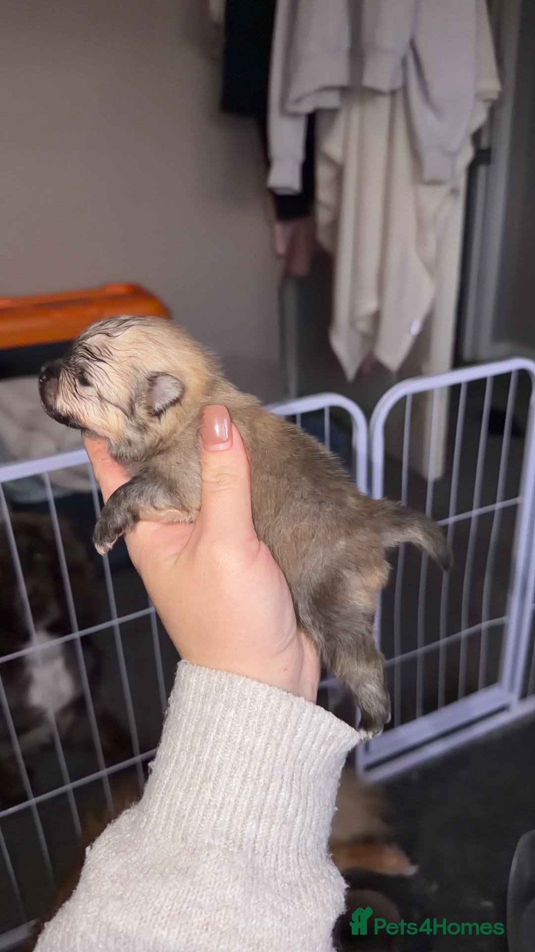 Pomeranian dogs for sale: Kc Pomeranians  - Advert 10