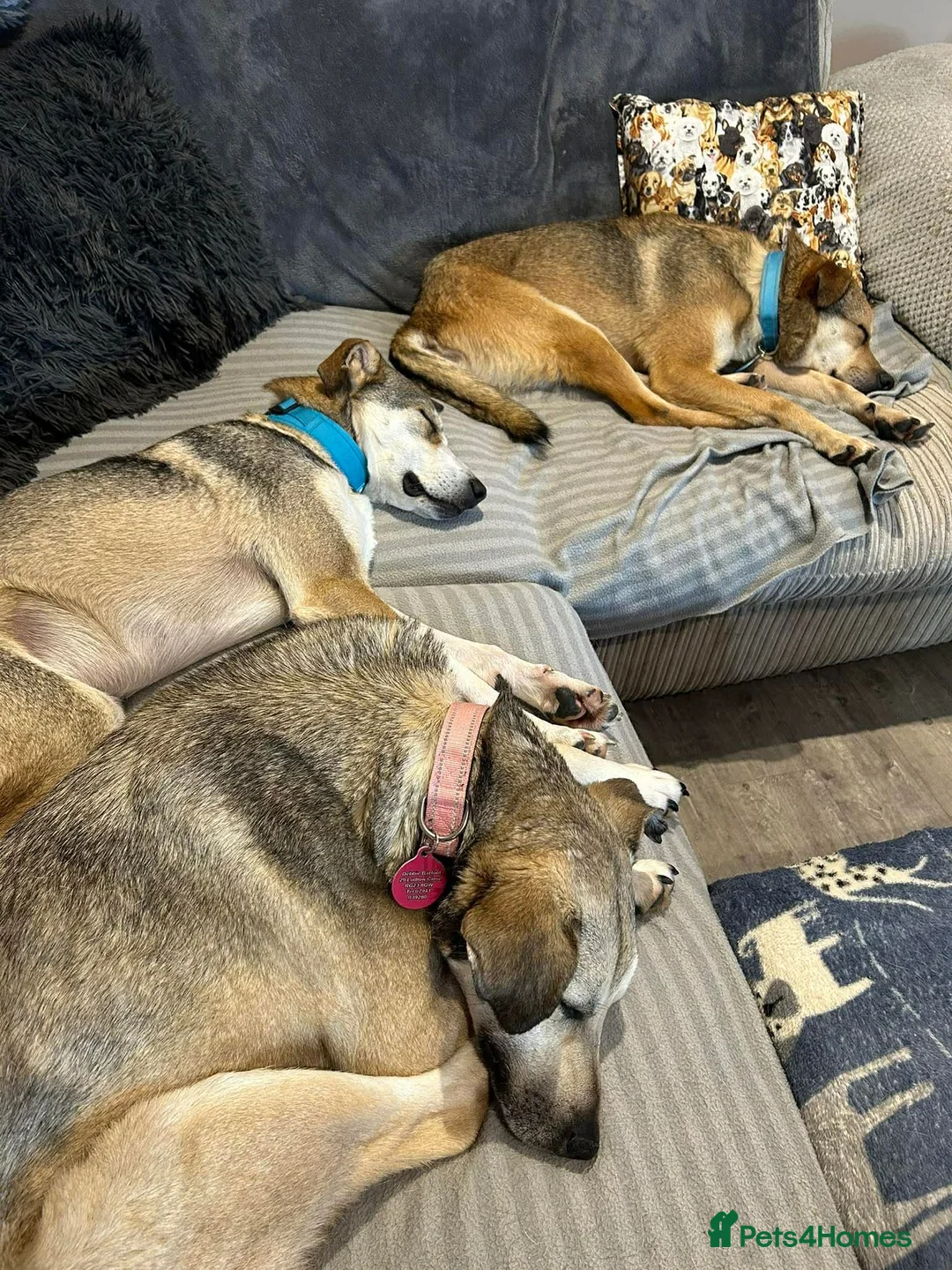 Mixed Breed dogs for adoption: MARTHA - FOR ADOPTION  in Basingstoke - Advert 2