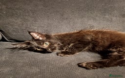 Maine Coon cats for sale: Adorable Maine Coon kittens in Manchester - Image 12