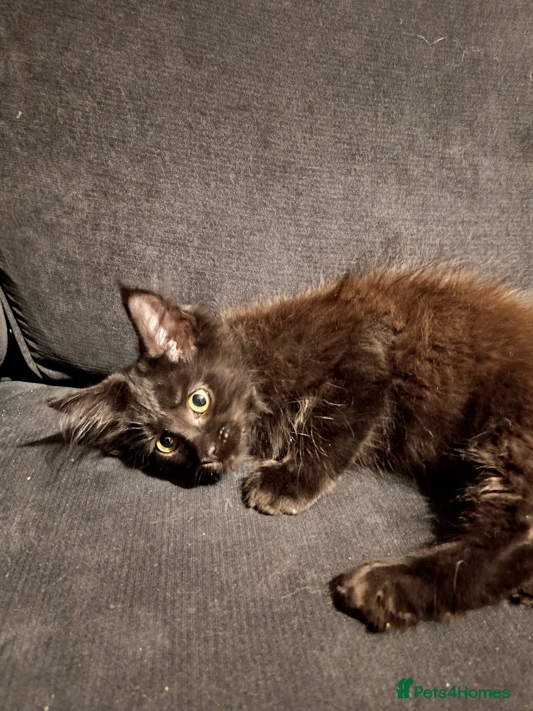 Maine Coon cats for sale: Adorable Maine Coon kittens in Manchester - Image 12