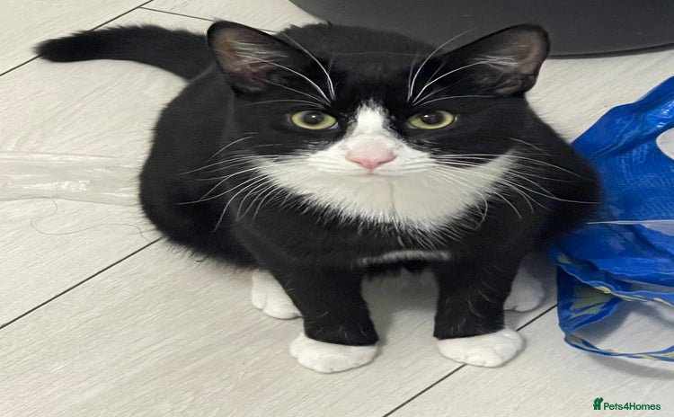 Domestic Shorthair cats 🐾 Meet Milo – Your Future Cuddle Buddy! 🐾 - Advert 13